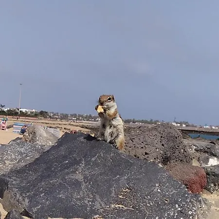 Rent Fuerteventura